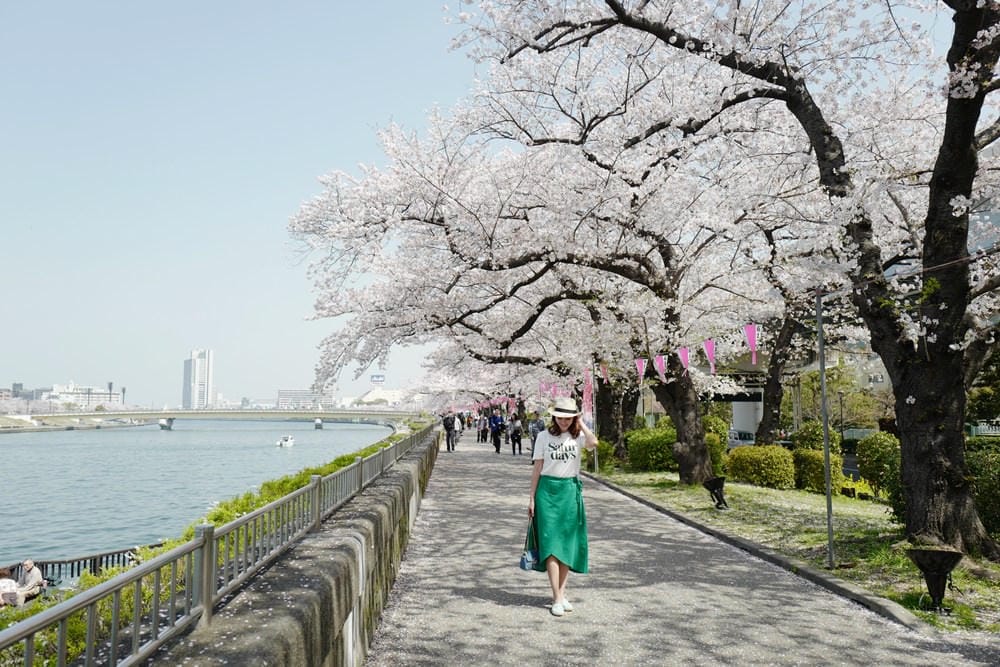 ▌東京賞櫻▌隅田公園櫻花河畔賞櫻。晴空塔就在眼前