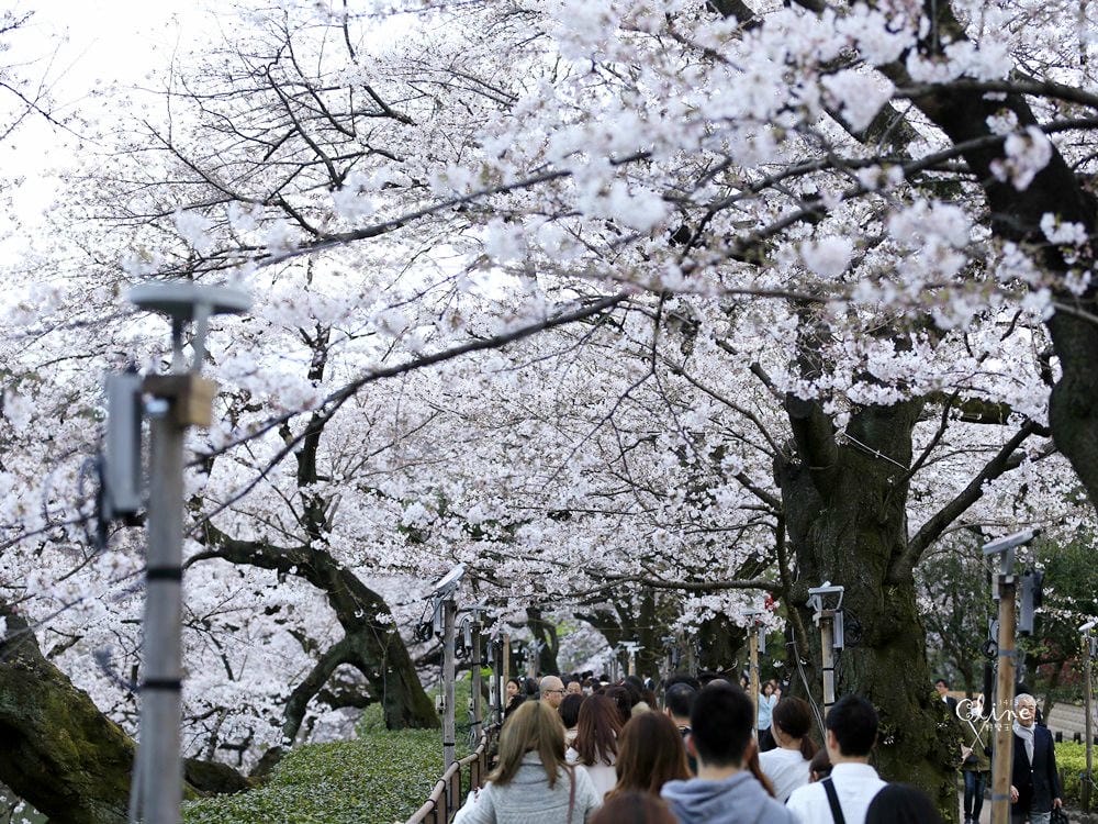 ▌東京賞櫻▌千鳥之淵。陽光哥最喜歡的東京都賞櫻景點之一～璀璨的夜櫻超級漂亮