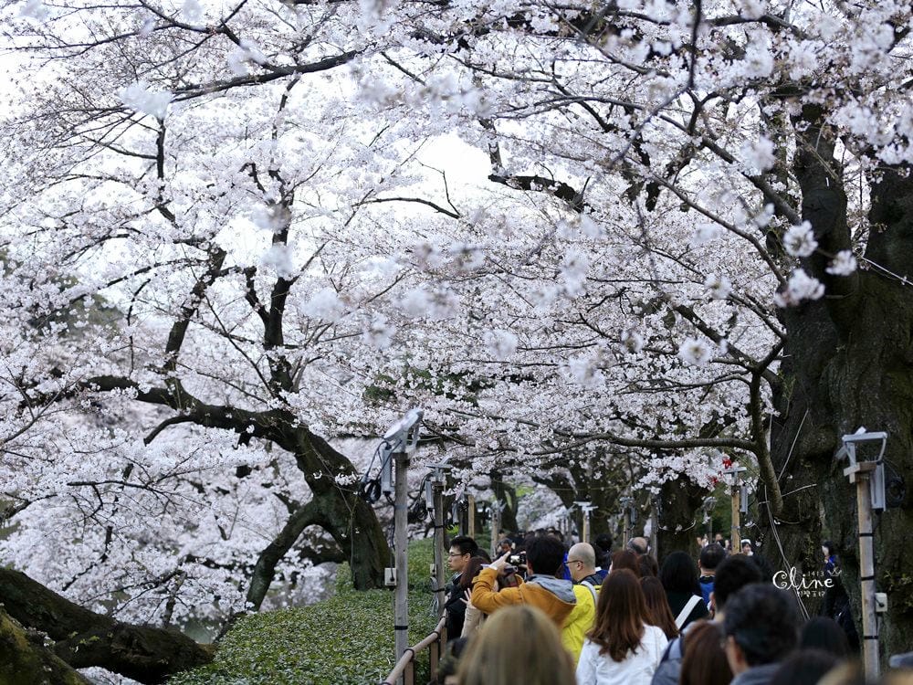 ▌東京賞櫻▌千鳥之淵。陽光哥最喜歡的東京都賞櫻景點之一～璀璨的夜櫻超級漂亮