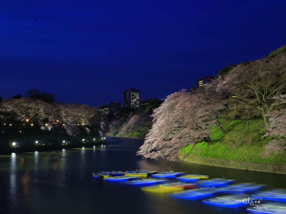 ▌東京賞櫻▌千鳥之淵。陽光哥最喜歡的東京都賞櫻景點之一～璀璨的夜櫻超級漂亮