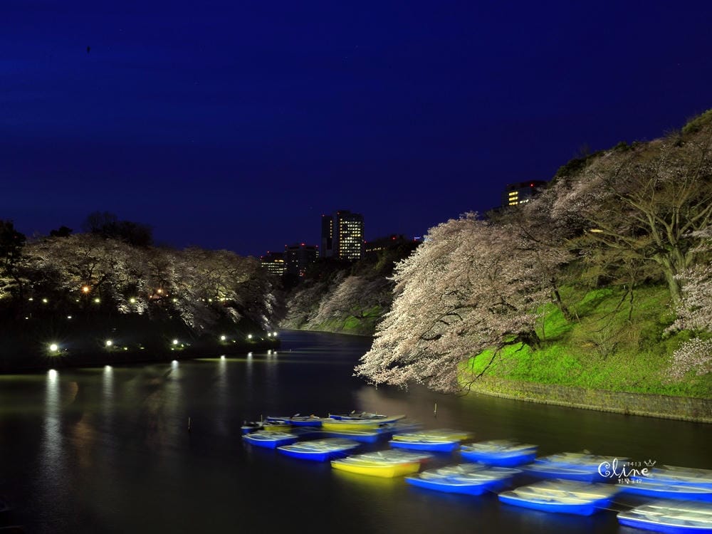 ▌東京賞櫻▌千鳥之淵。陽光哥最喜歡的東京都賞櫻景點之一～璀璨的夜櫻超級漂亮