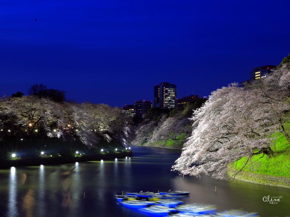 ▌東京賞櫻▌千鳥之淵。陽光哥最喜歡的東京都賞櫻景點之一～璀璨的夜櫻超級漂亮