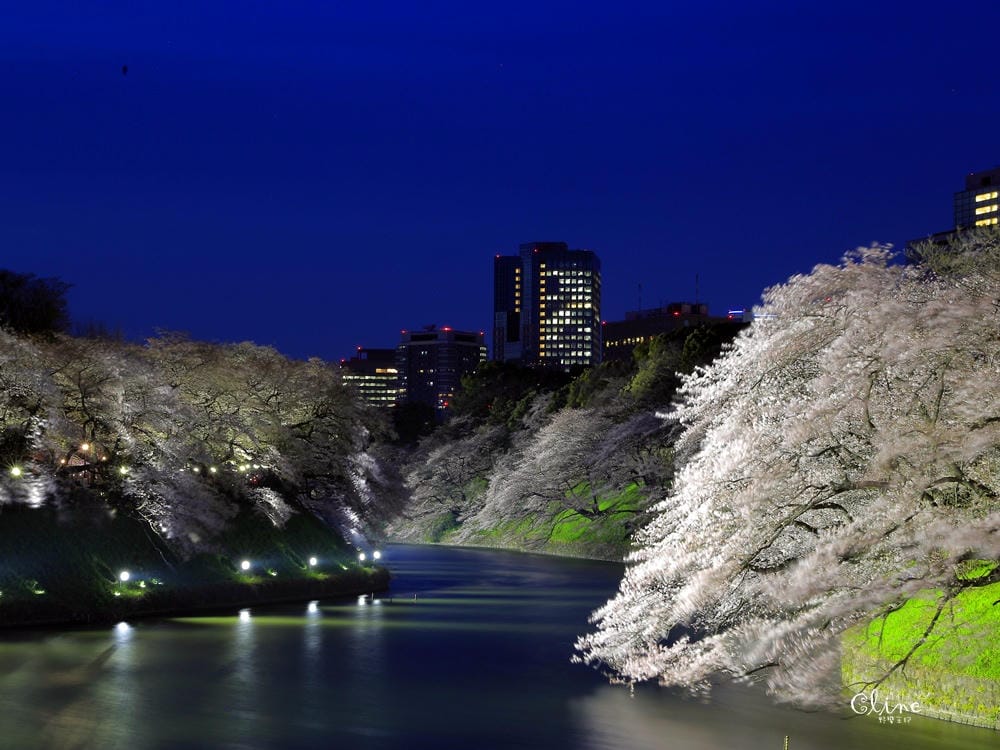 ▌東京賞櫻▌千鳥之淵。陽光哥最喜歡的東京都賞櫻景點之一～璀璨的夜櫻超級漂亮