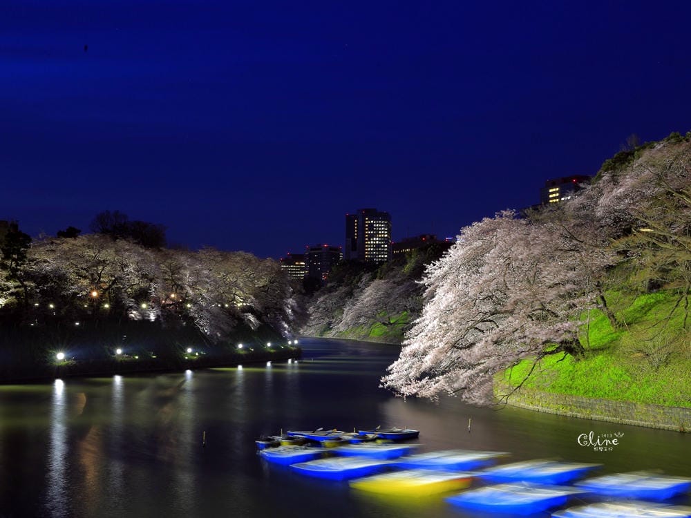 ▌東京賞櫻▌千鳥之淵。陽光哥最喜歡的東京都賞櫻景點之一～璀璨的夜櫻超級漂亮