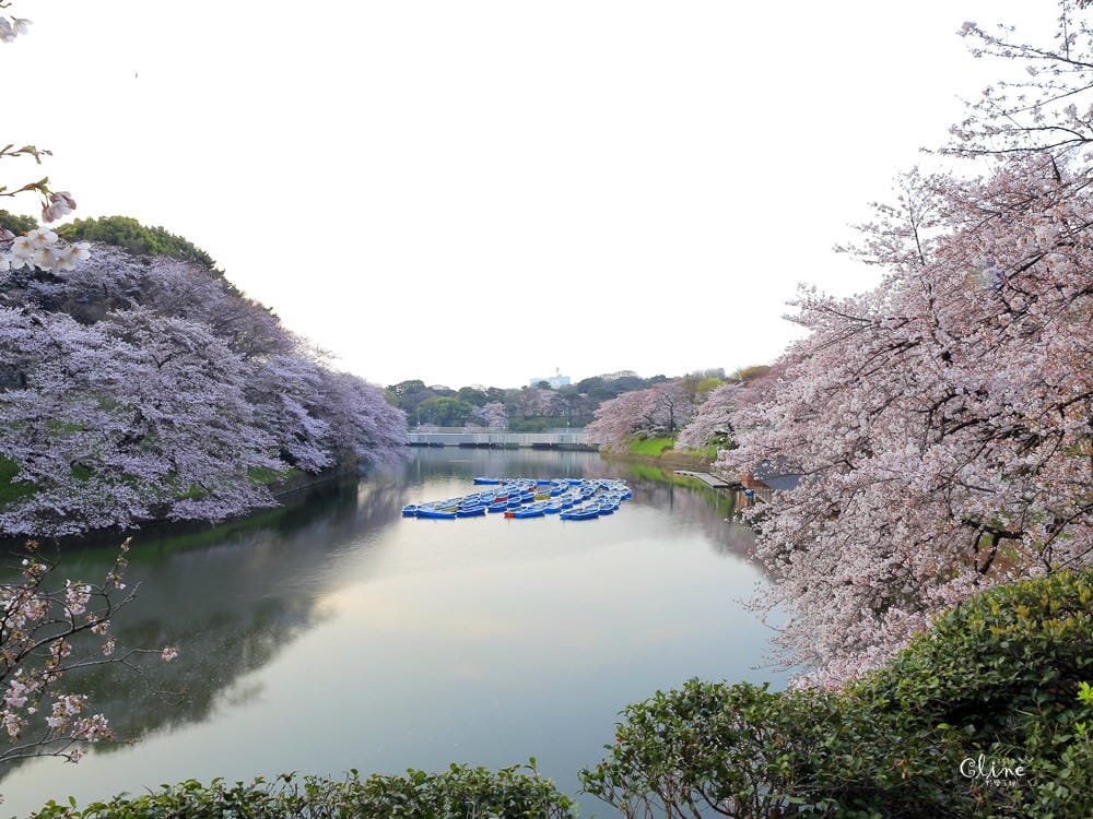 ▌東京賞櫻▌千鳥之淵。陽光哥最喜歡的東京都賞櫻景點之一～璀璨的夜櫻超級漂亮