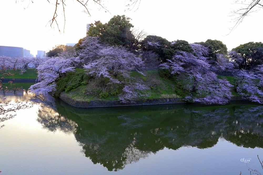 ▌東京賞櫻▌千鳥之淵。陽光哥最喜歡的東京都賞櫻景點之一～璀璨的夜櫻超級漂亮