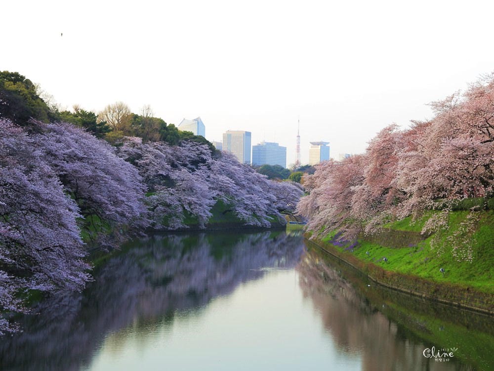 ▌東京賞櫻▌千鳥之淵。陽光哥最喜歡的東京都賞櫻景點之一～璀璨的夜櫻超級漂亮