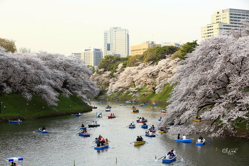 ▌東京賞櫻▌千鳥之淵。陽光哥最喜歡的東京都賞櫻景點之一～璀璨的夜櫻超級漂亮