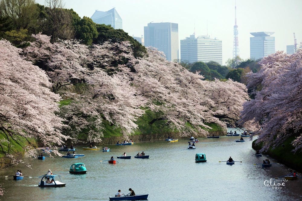 ▌東京賞櫻▌千鳥之淵。陽光哥最喜歡的東京都賞櫻景點之一～璀璨的夜櫻超級漂亮