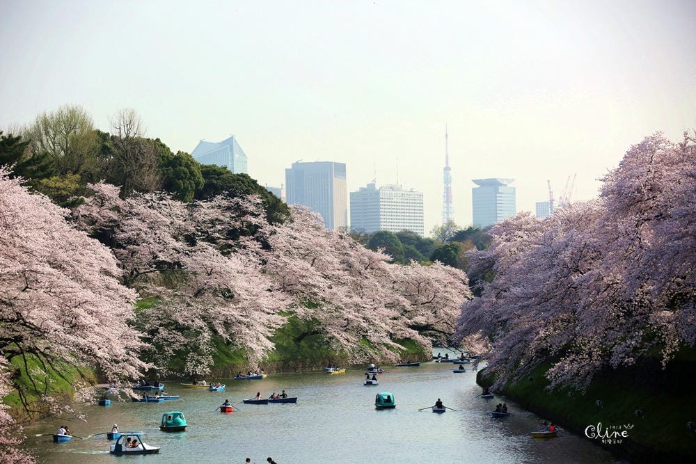 ▌東京賞櫻▌千鳥之淵。陽光哥最喜歡的東京都賞櫻景點之一～璀璨的夜櫻超級漂亮