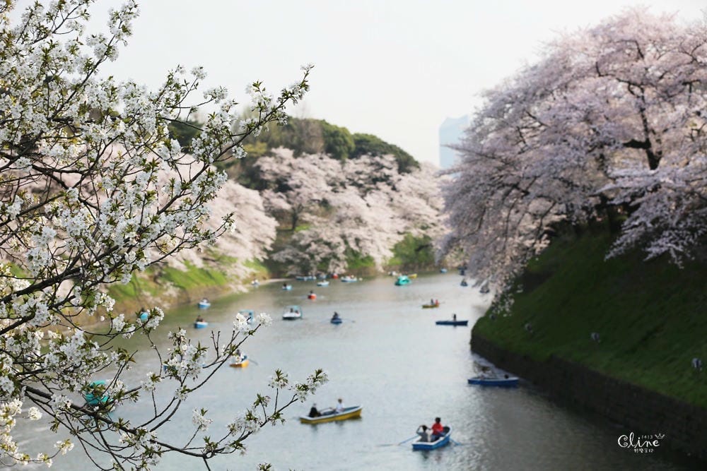 ▌東京賞櫻▌千鳥之淵。陽光哥最喜歡的東京都賞櫻景點之一～璀璨的夜櫻超級漂亮