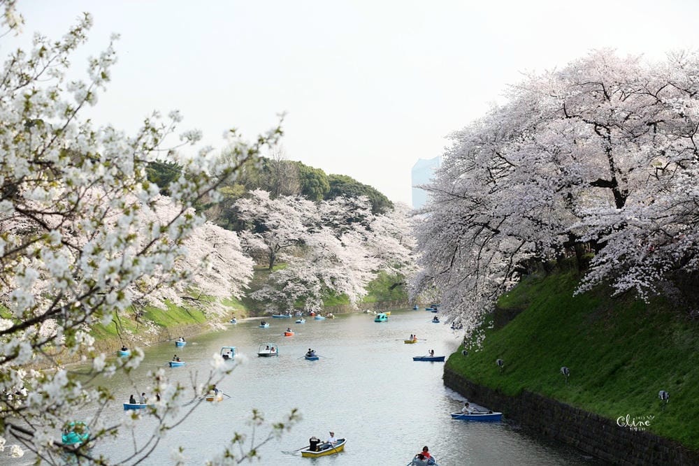 ▌東京賞櫻▌千鳥之淵。陽光哥最喜歡的東京都賞櫻景點之一～璀璨的夜櫻超級漂亮