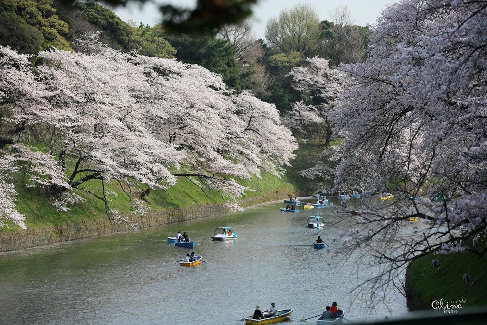 ▌東京賞櫻▌千鳥之淵。陽光哥最喜歡的東京都賞櫻景點之一～璀璨的夜櫻超級漂亮