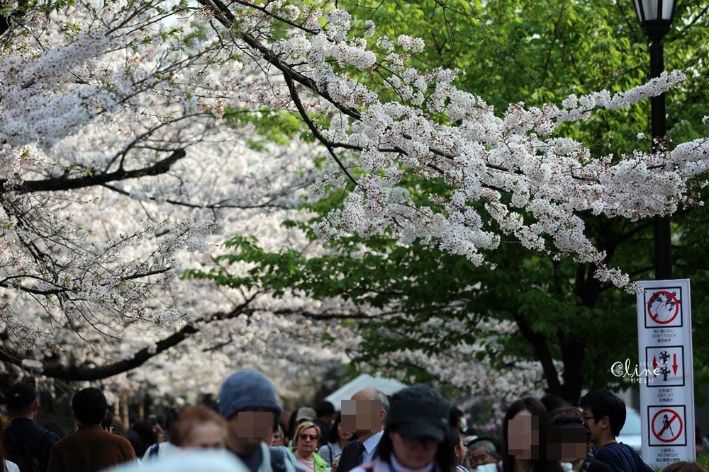 ▌東京賞櫻▌千鳥之淵。陽光哥最喜歡的東京都賞櫻景點之一～璀璨的夜櫻超級漂亮