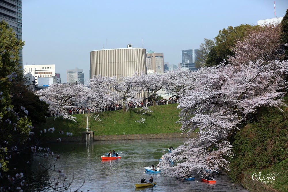 ▌東京賞櫻▌千鳥之淵。陽光哥最喜歡的東京都賞櫻景點之一～璀璨的夜櫻超級漂亮