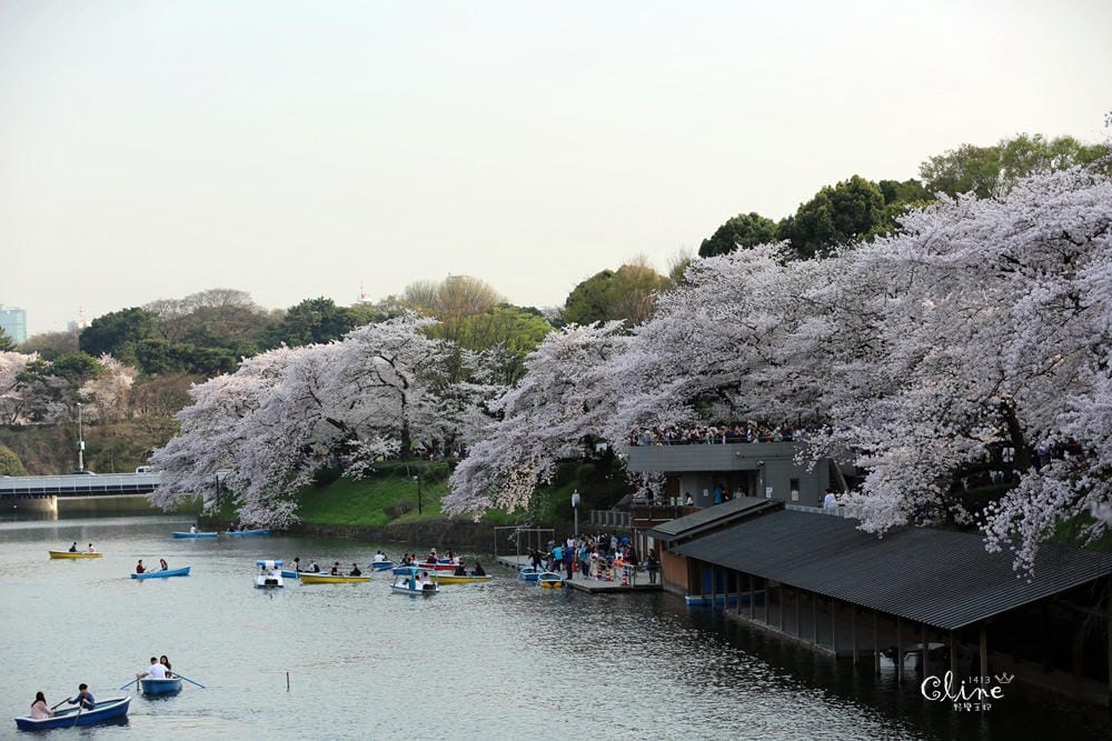 ▌東京賞櫻▌千鳥之淵。陽光哥最喜歡的東京都賞櫻景點之一～璀璨的夜櫻超級漂亮