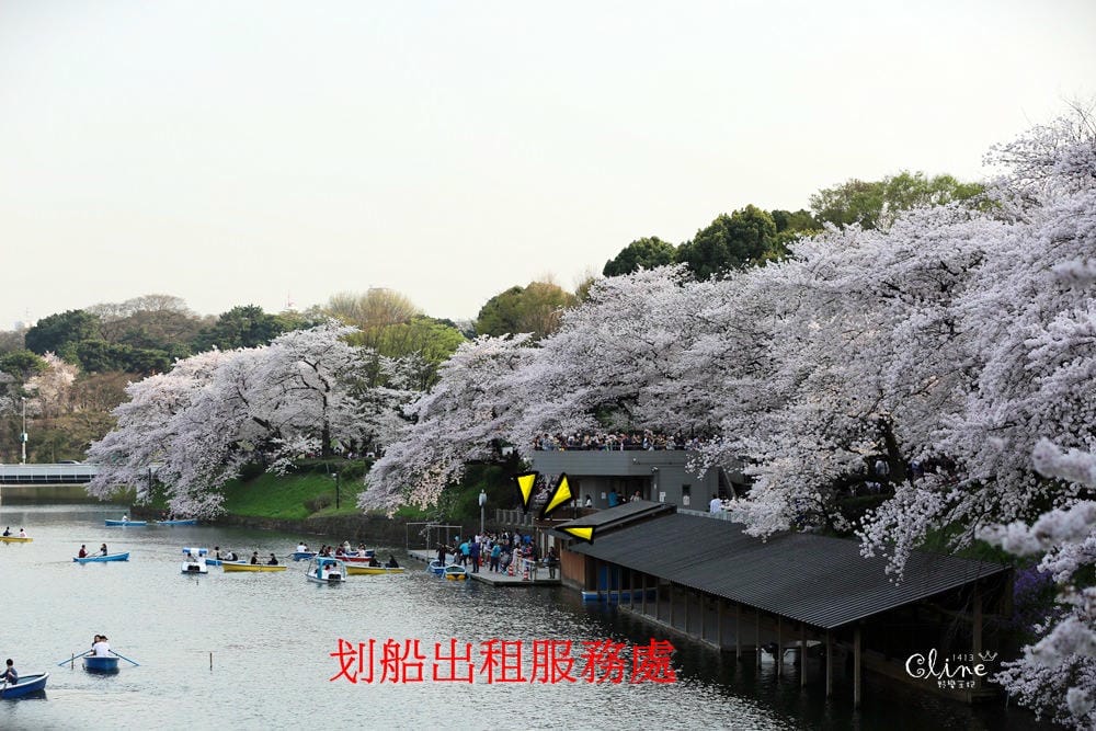 ▌東京賞櫻▌千鳥之淵。陽光哥最喜歡的東京都賞櫻景點之一～璀璨的夜櫻超級漂亮