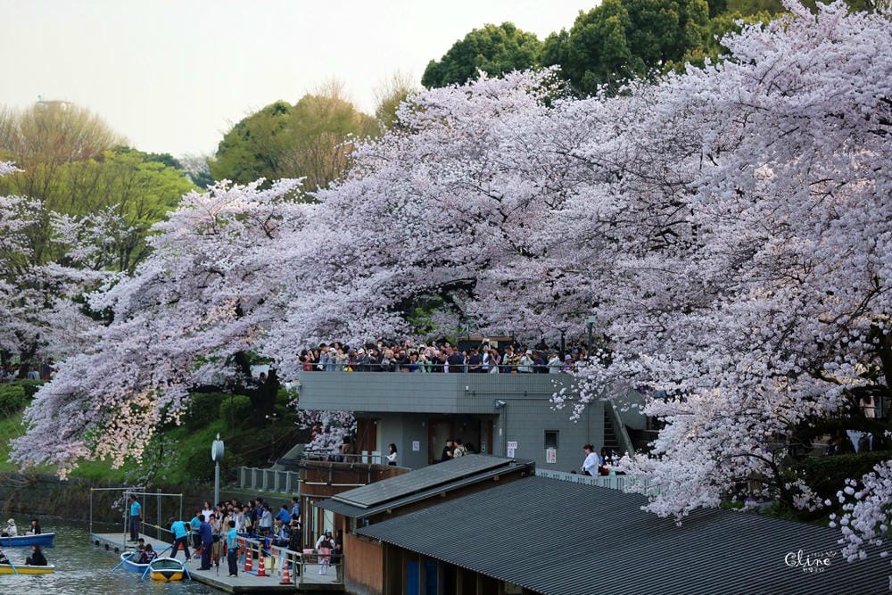 ▌東京賞櫻▌千鳥之淵。陽光哥最喜歡的東京都賞櫻景點之一～璀璨的夜櫻超級漂亮
