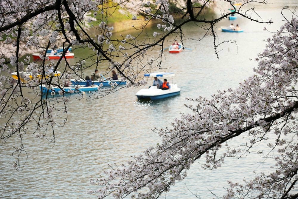 ▌東京賞櫻▌千鳥之淵。陽光哥最喜歡的東京都賞櫻景點之一～璀璨的夜櫻超級漂亮