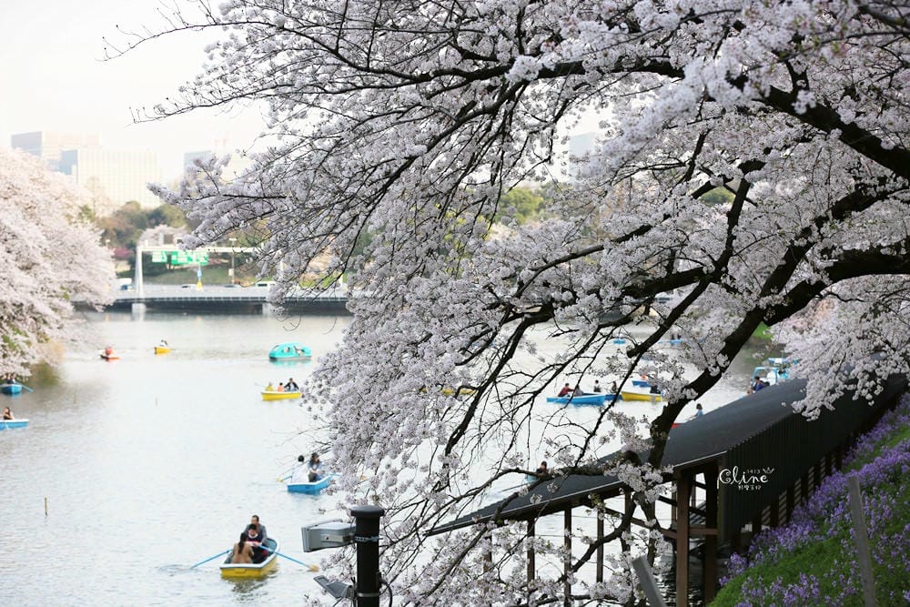 ▌東京賞櫻▌千鳥之淵。陽光哥最喜歡的東京都賞櫻景點之一～璀璨的夜櫻超級漂亮