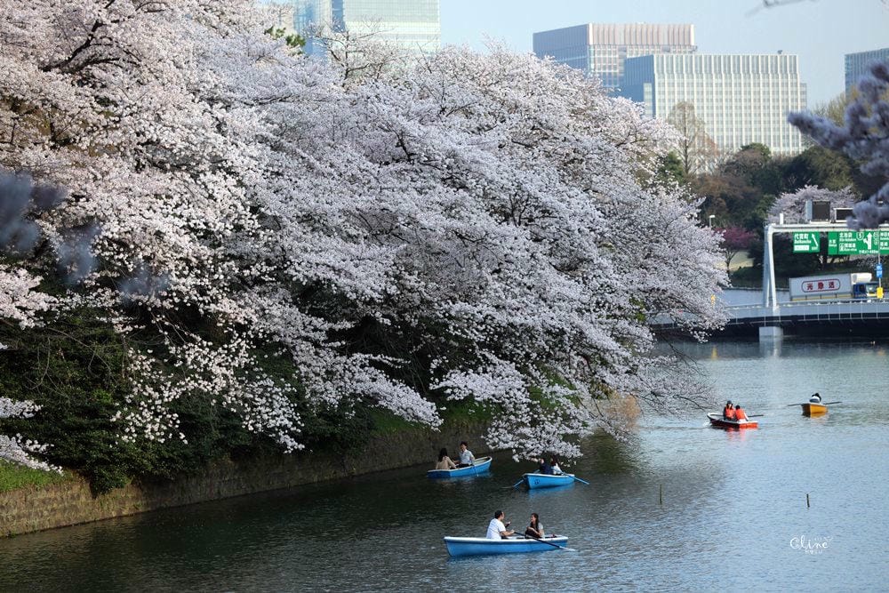 ▌東京賞櫻▌千鳥之淵。陽光哥最喜歡的東京都賞櫻景點之一～璀璨的夜櫻超級漂亮