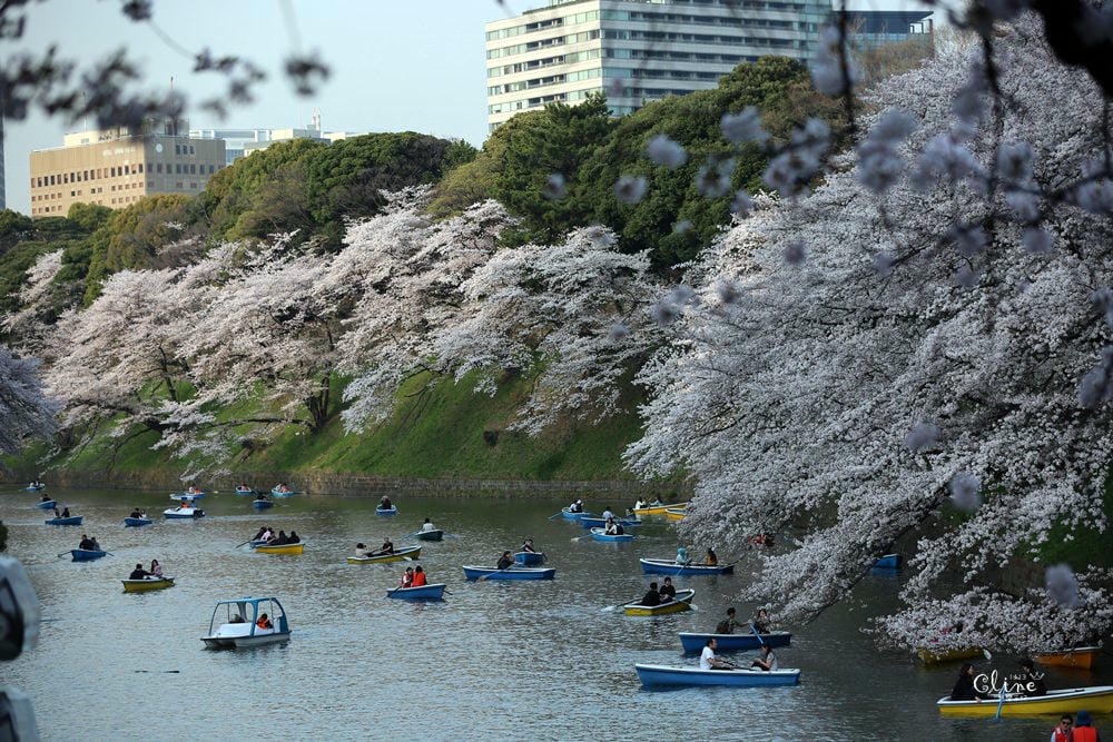 ▌東京賞櫻▌千鳥之淵。陽光哥最喜歡的東京都賞櫻景點之一～璀璨的夜櫻超級漂亮