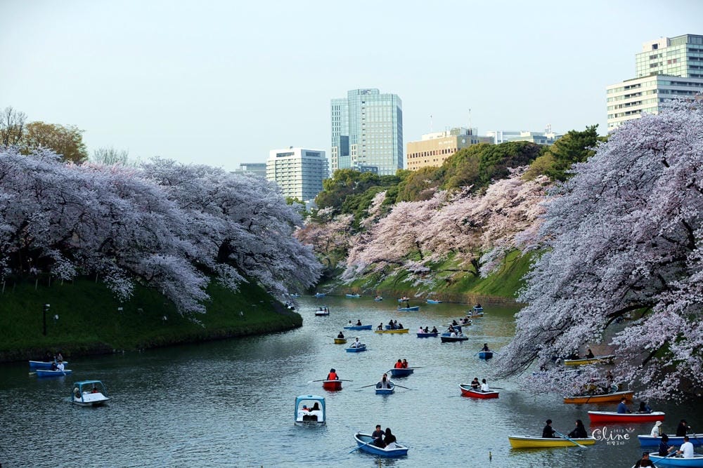 ▌東京賞櫻▌千鳥之淵。陽光哥最喜歡的東京都賞櫻景點之一～璀璨的夜櫻超級漂亮