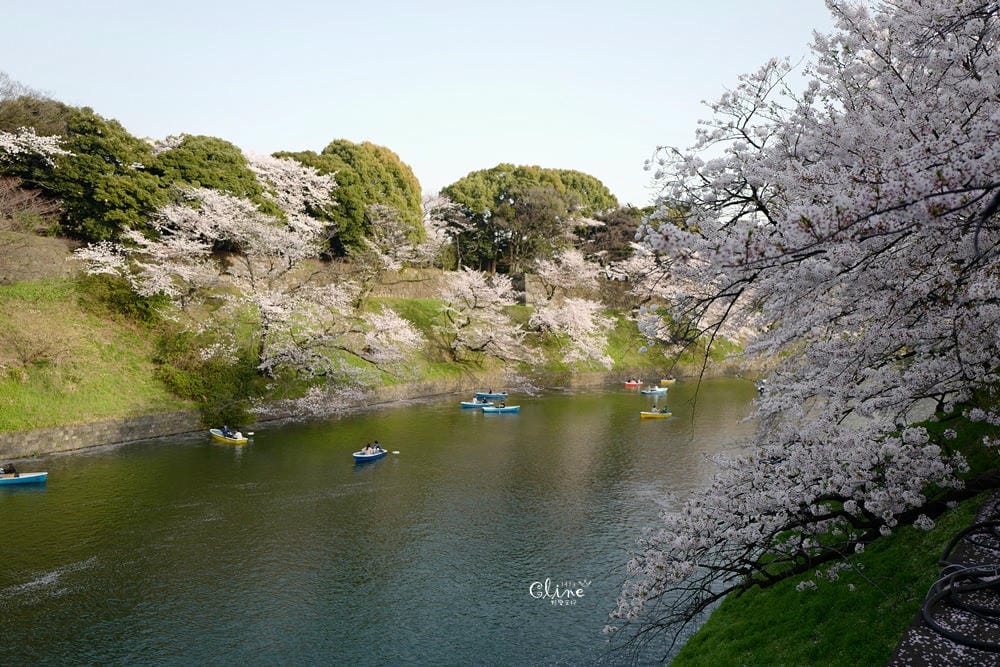 ▌東京賞櫻▌千鳥之淵。陽光哥最喜歡的東京都賞櫻景點之一～璀璨的夜櫻超級漂亮