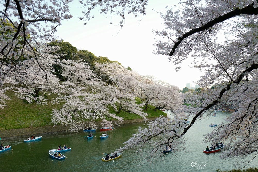 ▌東京賞櫻▌千鳥之淵。陽光哥最喜歡的東京都賞櫻景點之一～璀璨的夜櫻超級漂亮