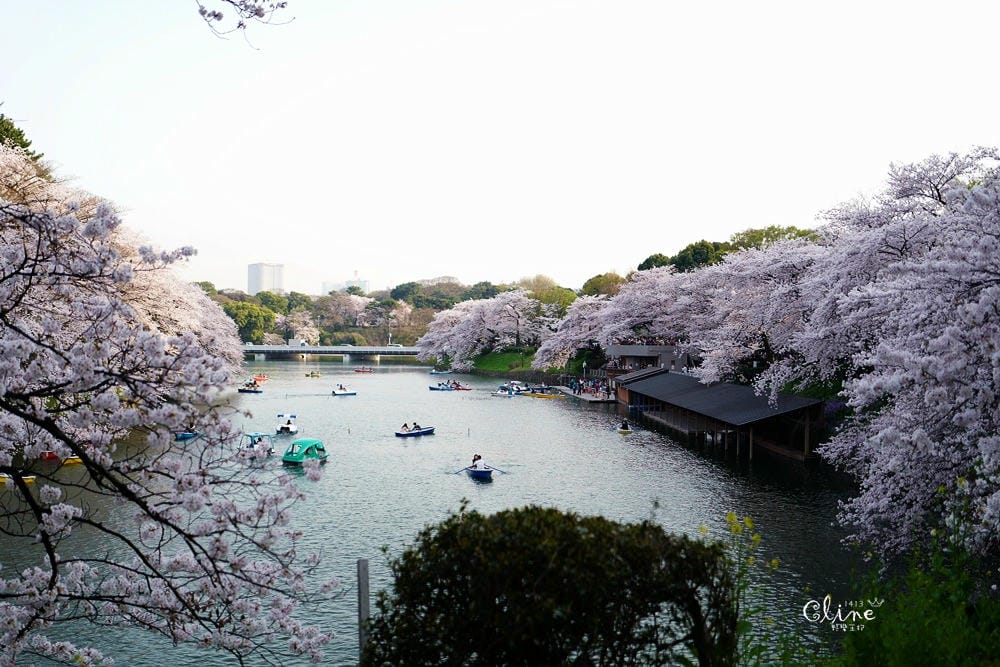 ▌東京賞櫻▌千鳥之淵。陽光哥最喜歡的東京都賞櫻景點之一～璀璨的夜櫻超級漂亮