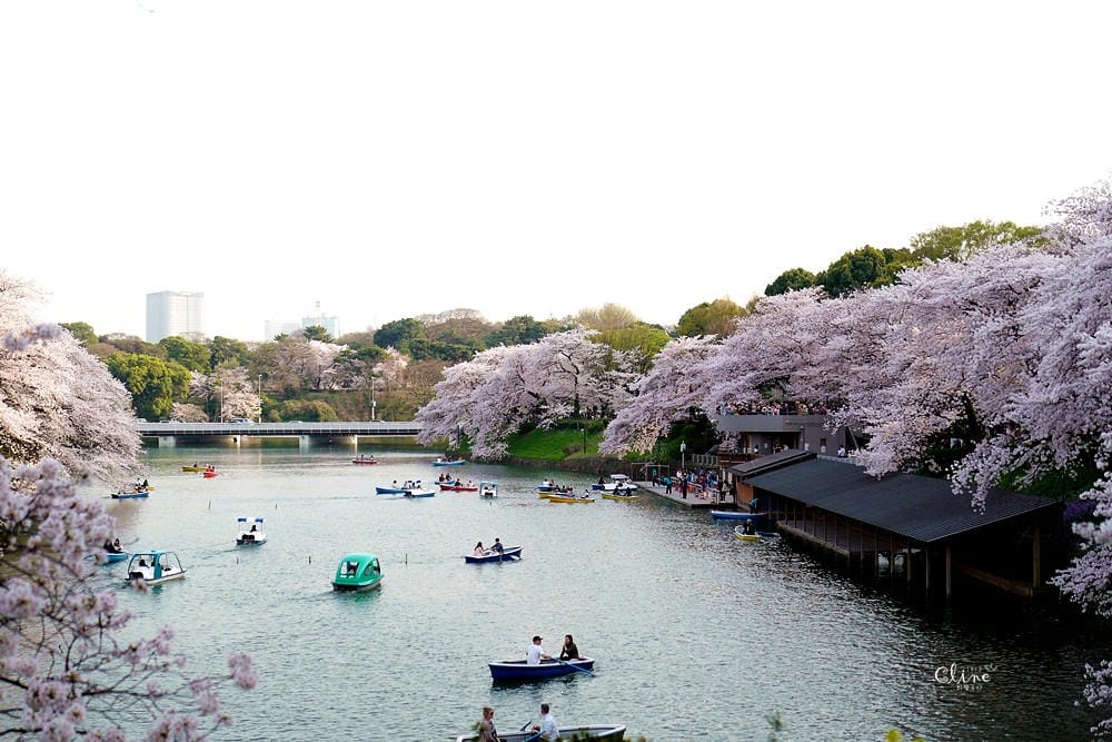 ▌東京賞櫻▌千鳥之淵。陽光哥最喜歡的東京都賞櫻景點之一～璀璨的夜櫻超級漂亮
