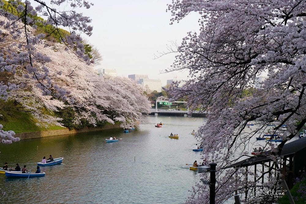 ▌東京賞櫻▌千鳥之淵。陽光哥最喜歡的東京都賞櫻景點之一～璀璨的夜櫻超級漂亮