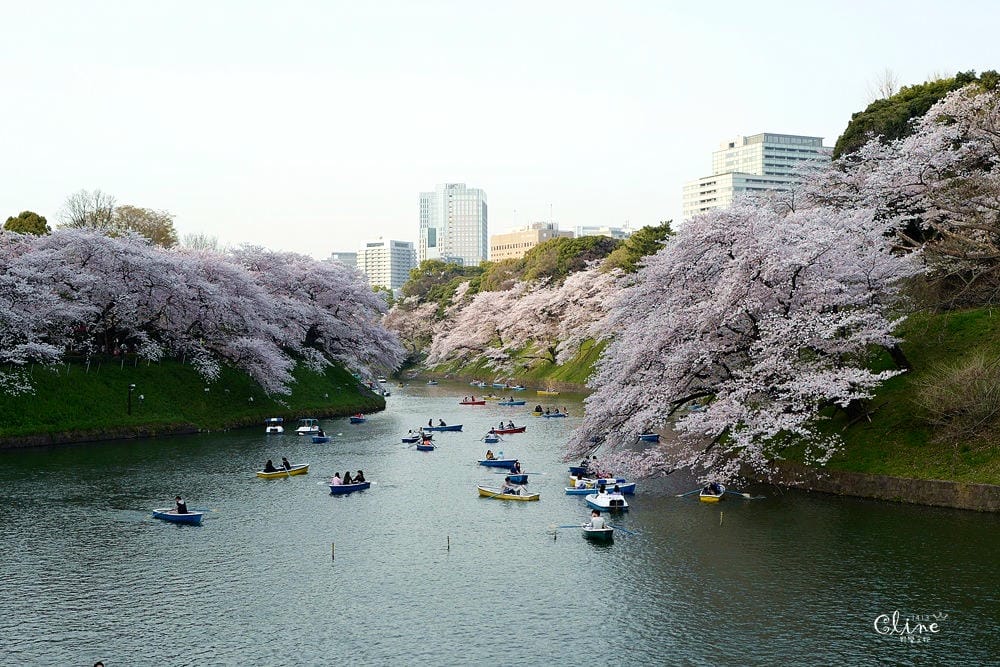 ▌東京賞櫻▌千鳥之淵。陽光哥最喜歡的東京都賞櫻景點之一～璀璨的夜櫻超級漂亮