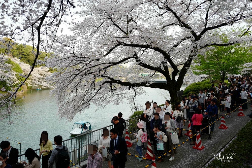 ▌東京賞櫻▌千鳥之淵。陽光哥最喜歡的東京都賞櫻景點之一～璀璨的夜櫻超級漂亮