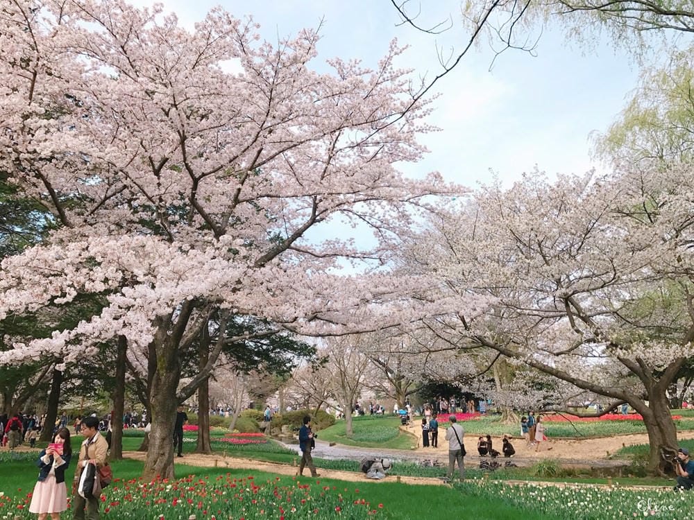 ▌東京近郊賞櫻▌東京超推親子景點【國營昭和紀念公園】超美櫻花林下野餐