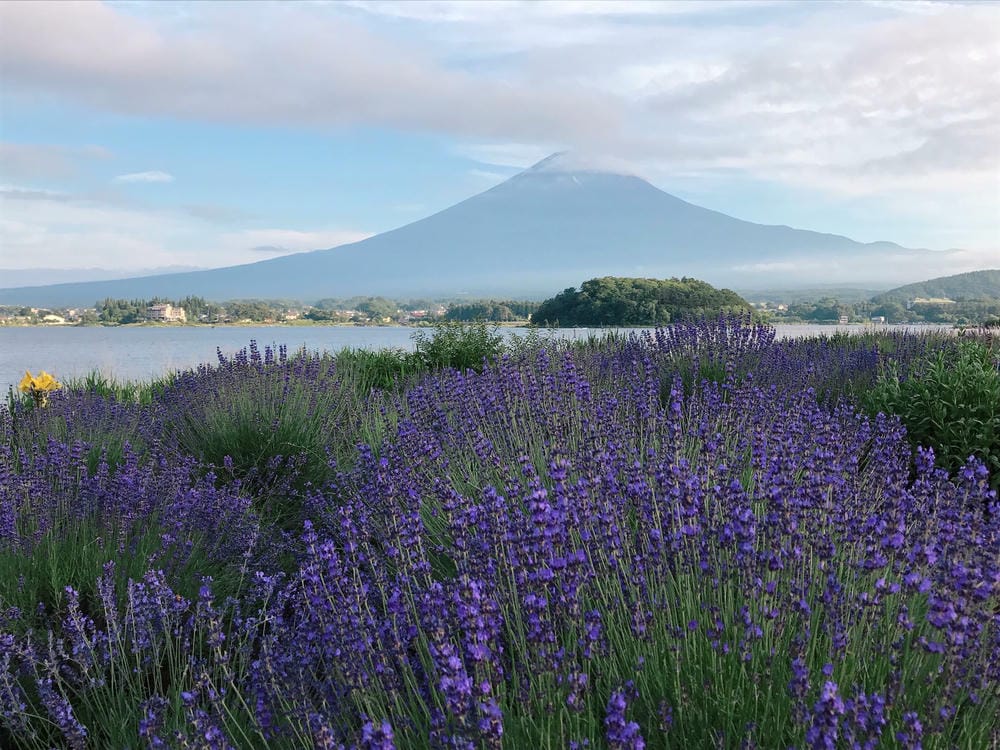 ▏河口湖景點▏富士山河口湖必訪景點及住宿分享
