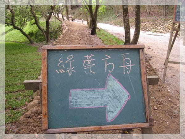 ▌苗栗景點 ▌我在森林綠海!山那邊*綠葉方舟