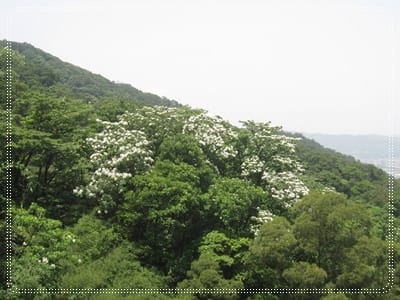 土城桐花季*遊*桐花 - 第19張圖 土城桐花季*遊*桐花