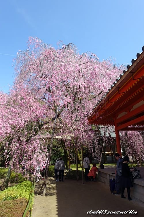 ▌京都。賞櫻▌♥京都十大賞櫻景點、賞櫻路線♥2016日本櫻花情報分享