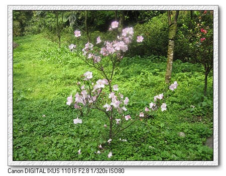 白色情人節~陽明山賞花去 - 第15張圖 白色情人節~陽明山賞花去