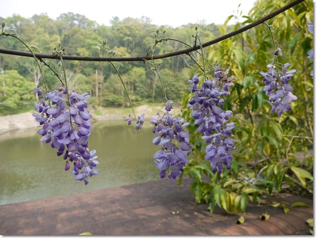 ▌苗栗景點▌苗栗賞桐好地方~清幽寧靜【湖畔花時間】