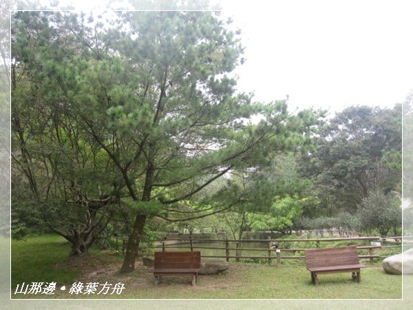 ▌苗栗景點 ▌我在森林綠海!山那邊*綠葉方舟
