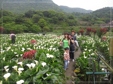 浪漫海芋季<苗榜>&海芋花賞 - 第24張圖 浪漫海芋季<苗榜>&海芋花賞