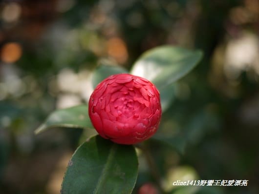 ♥ 迷人的四月楓紅 ♥ 陽明山台北奧萬大
