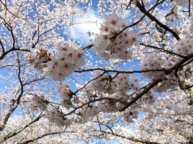▌京都。賞櫻▌♥京都十大賞櫻景點、賞櫻路線♥2016日本櫻花情報分享