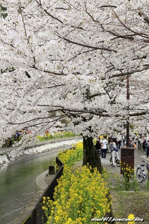 ▌京都。賞櫻▌♥京都十大賞櫻景點、賞櫻路線♥2016日本櫻花情報分享