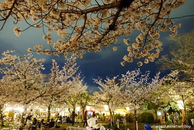 ▌京都。賞櫻▌♥京都十大賞櫻景點、賞櫻路線♥2016日本櫻花情報分享