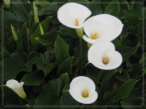 浪漫海芋季<苗榜>&海芋花賞 - 第23張圖 浪漫海芋季<苗榜>&海芋花賞