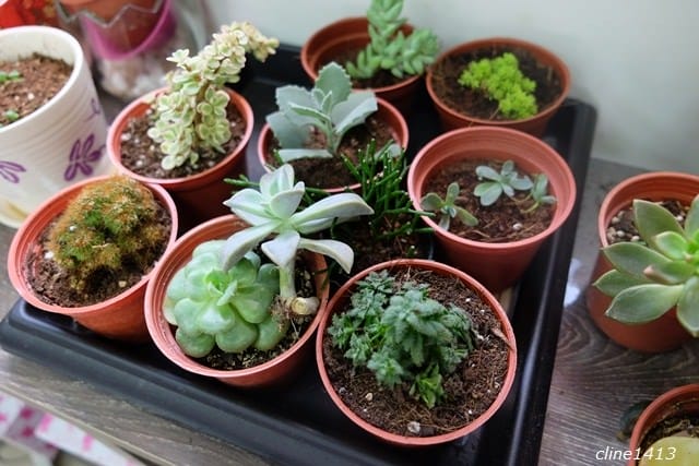 ▌宜蘭新景點▌療癒又有趣的♥多肉王國♥親手DIY盆栽好好玩! 親子DIY/親子景點/雨天備案好去處