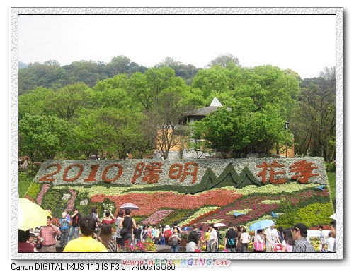 白色情人節~陽明山賞花去 - 第13張圖 白色情人節~陽明山賞花去